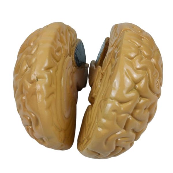 human brain model brain anatomy medical science teaching model school lab learning supplies
human brain model brain anatomy medical science teaching model school lab learning supplies