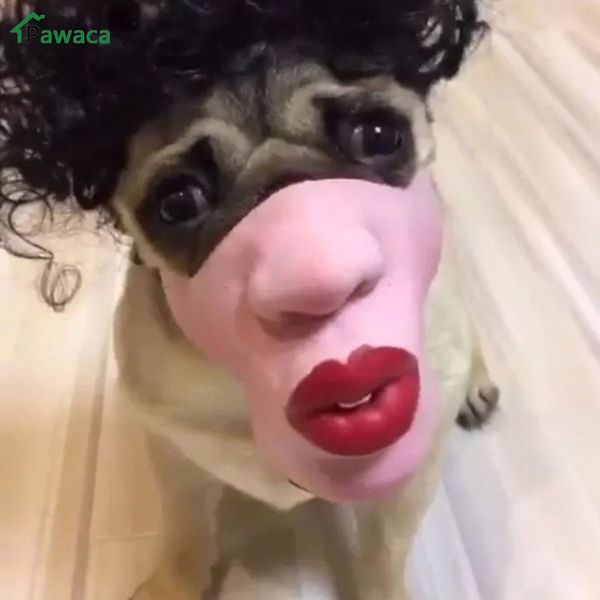 rubber animal mask latex pet half face mask party halloween masquerade exaggerated big red lips for pet dog party props
rubber animal mask latex pet half face mask party halloween masquerade exaggerated big red lips for pet dog party props