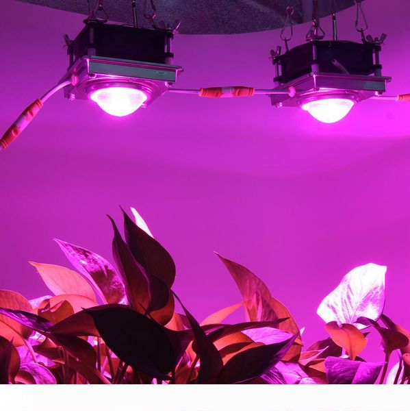 diy cob led grow light полный спектр 150w светодиодный завод расти лампа со стеклом объектива и multiple шнура подключение для комнатных рас
diy cob led grow light полный спектр 150w светодиодный завод расти лампа со стеклом объектива и multiple шнура подключение для комнатных рас