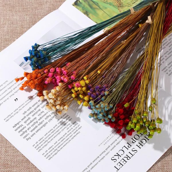 50pcs natural small dried flower pressed dried flowers kawaii happy flower mini decorative arrangement p backdrop decoration
50pcs natural small dried flower pressed dried flowers kawaii happy flower mini decorative arrangement p backdrop decoration
