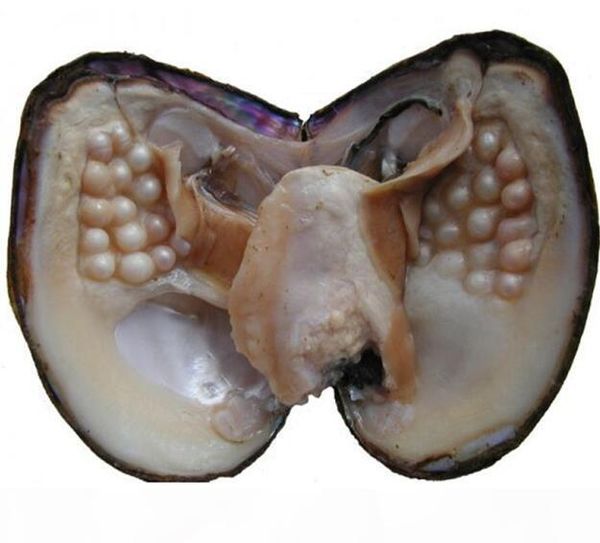 big oyster pearl eight years aquaculture 20-30 pcs pearls 2018 wholesale individually vacuum packed cultured fresh oyster pearl farm supply, White
big oyster pearl eight years aquaculture 20-30 pcs pearls 2018 wholesale individually vacuum packed cultured fresh oyster pearl farm supply, White