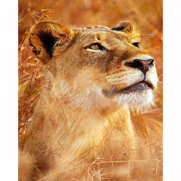 2019 diy diamond embroidery rhinestone animal lion cross stitch kit mosaic handicrafts 5d diy crystal diamond painting gift
2019 diy diamond embroidery rhinestone animal lion cross stitch kit mosaic handicrafts 5d diy crystal diamond painting gift