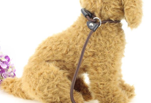 factory nylon pet p rope pull resistant pet chain leads puppy dog training leash dog chain
factory nylon pet p rope pull resistant pet chain leads puppy dog training leash dog chain