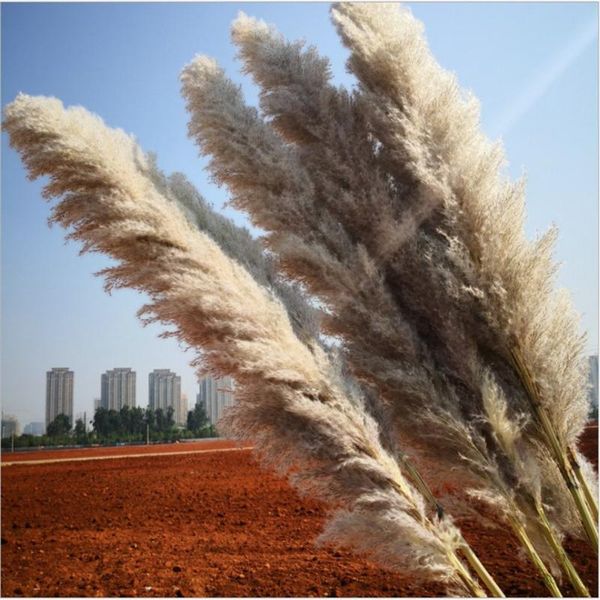 big pampas grass wedding decor 10 pcs natural dried reed showcase christmas shopwindow decor real plant 1m-1.3m
big pampas grass wedding decor 10 pcs natural dried reed showcase christmas shopwindow decor real plant 1m-1.3m