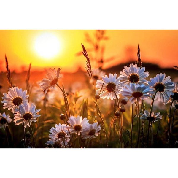 embroidery 5d flower diy diamond painting square white daisy & sun picture cross stitch rhinestone room decoration art kbl
embroidery 5d flower diy diamond painting square white daisy & sun picture cross stitch rhinestone room decoration art kbl