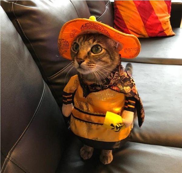 2020 est popular pet supplies riding costume wealth funny standing costume christmas halloween cat upright morphing costume
2020 est popular pet supplies riding costume wealth funny standing costume christmas halloween cat upright morphing costume