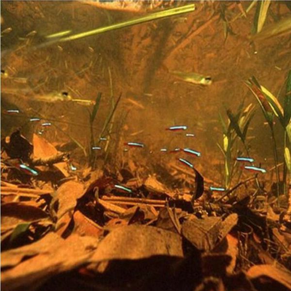 50шт natural olive leaf индийский миндаль fish tank аквариум антибактериальная нижний уровень ph качество воды декор аквариума
50шт natural olive leaf индийский миндаль fish tank аквариум антибактериальная нижний уровень ph качество воды декор аквариума
