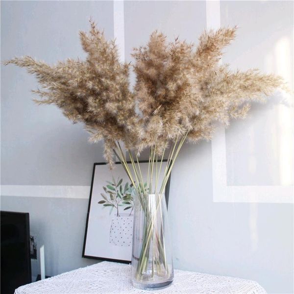 decorative flowers & wreaths 8/10/20 pcs pampas grass real dried plants decor wedding flower bunch natural
decorative flowers & wreaths 8/10/20 pcs pampas grass real dried plants decor wedding flower bunch natural