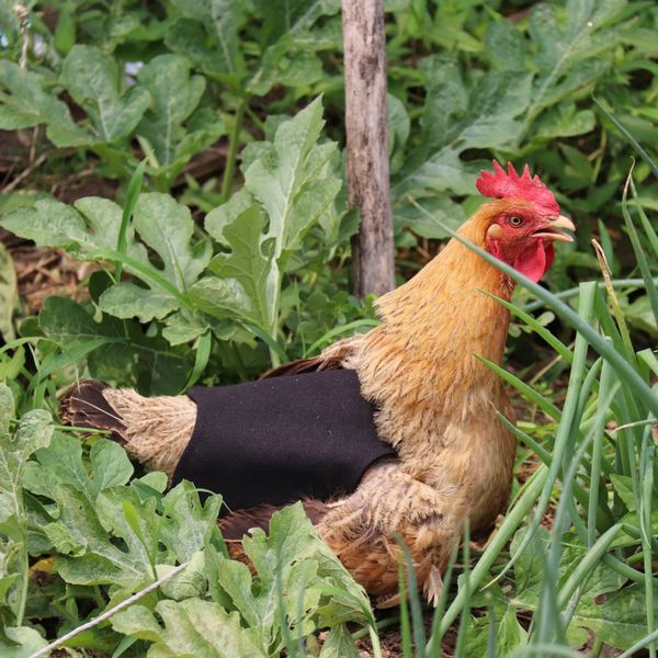 selling hen saddle feather protection fixer back protective jacket apron protector saddle apron double-layer jacket, Silver
selling hen saddle feather protection fixer back protective jacket apron protector saddle apron double-layer jacket, Silver