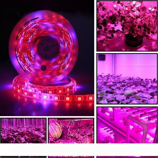 dc 12v led grow light full spectrum 5m led strip light full spectrum grow lights plant growth lamps for greenhouse hydroponic plant growing
dc 12v led grow light full spectrum 5m led strip light full spectrum grow lights plant growth lamps for greenhouse hydroponic plant growing