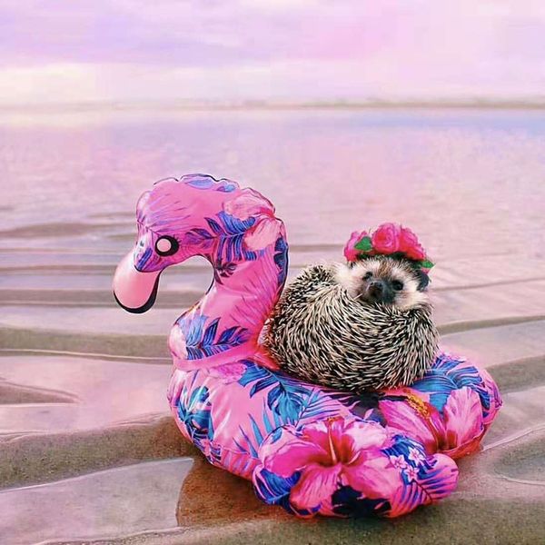 patterned inflatable mat mat flamingo coaster pvc inflatable water floating drink cup holder cup seat coaster
patterned inflatable mat mat flamingo coaster pvc inflatable water floating drink cup holder cup seat coaster