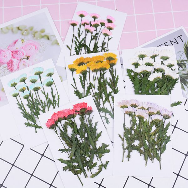decorative flowers & wreaths 10pcs/pack real pressed flower leaves dried for resin jewelry diy phone case decoration bookmark scrapbooking
decorative flowers & wreaths 10pcs/pack real pressed flower leaves dried for resin jewelry diy phone case decoration bookmark scrapbooking