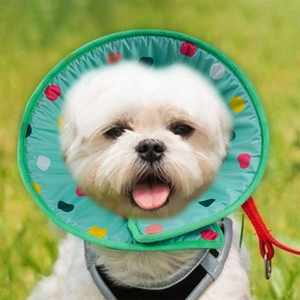 pet заживлении ран anti-прикуса кольцо cat dog защитный воротник безопасный и прочный мягкий полипропиленовый cat dog ванна shield
pet заживлении ран anti-прикуса кольцо cat dog защитный воротник безопасный и прочный мягкий полипропиленовый cat dog ванна shield