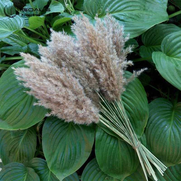 15 pcs wedding decor reed flowers dried pampas grass natural bonsai plants christmans decoration drop shipping
15 pcs wedding decor reed flowers dried pampas grass natural bonsai plants christmans decoration drop shipping
