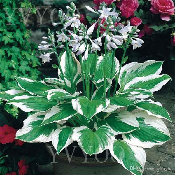 8 colours hosta seeds perennial plantain flower,bonsai seeds,ornamental plants for home garden ground cover plant 20pcs k01
8 colours hosta seeds perennial plantain flower,bonsai seeds,ornamental plants for home garden ground cover plant 20pcs k01