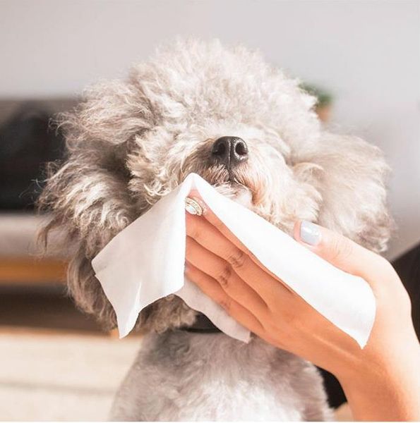 pet dogs cat disposable wet towel wet tissue wipes cleaning napkin stain remover towelette pet wipes products
pet dogs cat disposable wet towel wet tissue wipes cleaning napkin stain remover towelette pet wipes products