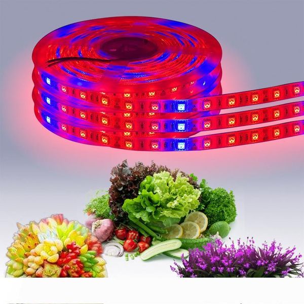 led grow light strip led plant grown light 12v red blue waterproof light for greenhouse hydroponic plant growing lamp 1 m 60 led
led grow light strip led plant grown light 12v red blue waterproof light for greenhouse hydroponic plant growing lamp 1 m 60 led