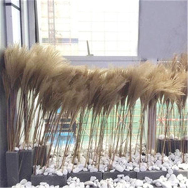 100pcs wedding pampas grass flower bunch natural dried flower reed pampas grass raw color home decor ing
100pcs wedding pampas grass flower bunch natural dried flower reed pampas grass raw color home decor ing