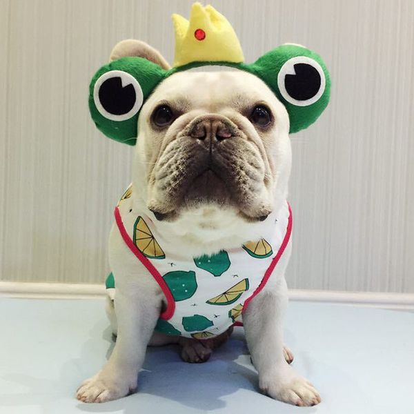pet dog summer trendy vest method bulldog clothes summer cotton breathable two-legged t-shirt spring and summer english bulldog
pet dog summer trendy vest method bulldog clothes summer cotton breathable two-legged t-shirt spring and summer english bulldog
