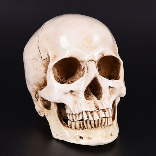 simulation resin lifesize human skull model anatomical tracing teaching skeleton decoration statue car accessories
simulation resin lifesize human skull model anatomical tracing teaching skeleton decoration statue car accessories