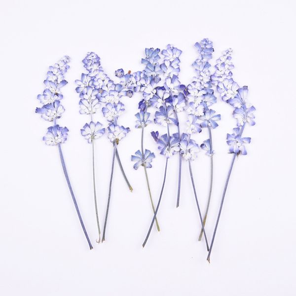 10pcs/bag natural dried flower diy pressed flower pressed painting candle postcard bookmark material
10pcs/bag natural dried flower diy pressed flower pressed painting candle postcard bookmark material