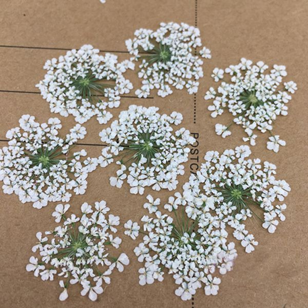 minoan lace flowers pressed flower gifts natural true plant specimens for nail / gem decoration 1 pack / 10bags(120pcs
minoan lace flowers pressed flower gifts natural true plant specimens for nail / gem decoration 1 pack / 10bags(120pcs