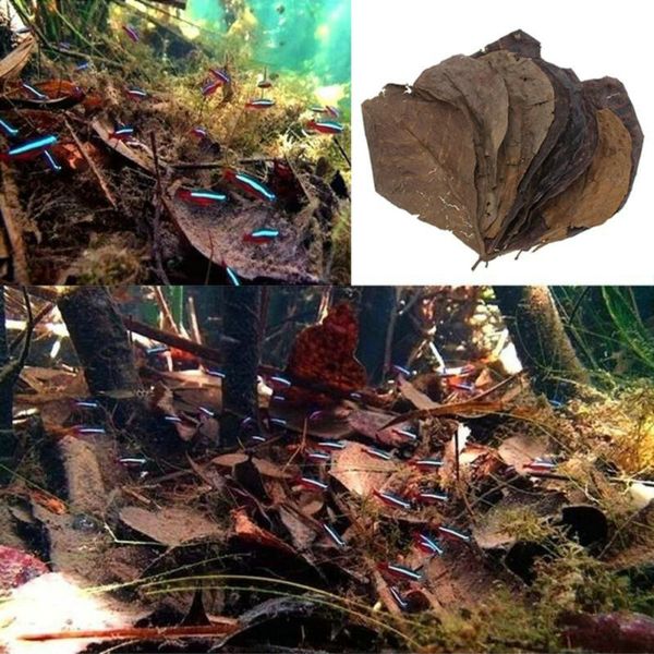50pcs natural olive terminalia catappa leaf fish tank aquarium antibacterial lower ph level water quality aquarium decor
50pcs natural olive terminalia catappa leaf fish tank aquarium antibacterial lower ph level water quality aquarium decor