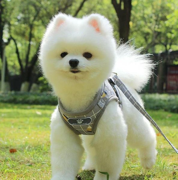 дышащий щенок жилет маленький средний собаки йорки teddy светоотражающие walking lead поводок наборы soft mesh ошейник cat harness бесплатна
дышащий щенок жилет маленький средний собаки йорки teddy светоотражающие walking lead поводок наборы soft mesh ошейник cat harness бесплатна