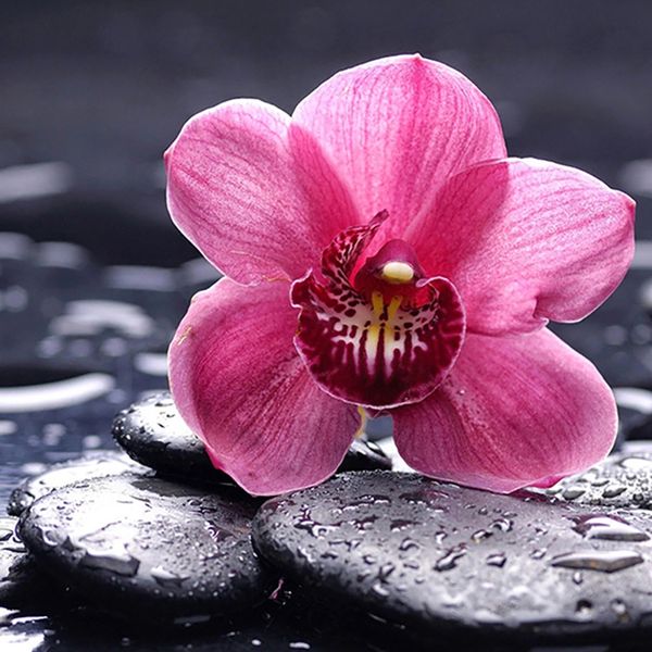 full square/round diamond 5d diy diamond painting pink flowers embroidery cross stitch rhinestone mosaic home decor
full square/round diamond 5d diy diamond painting pink flowers embroidery cross stitch rhinestone mosaic home decor