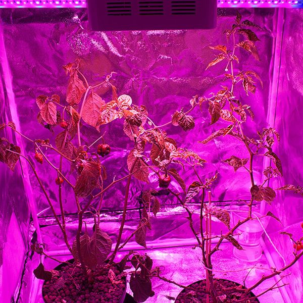 grows lights led grow light strip 5v full spectrum flower plant phyto growth lamp for indoor greenhouse hydroponic
grows lights led grow light strip 5v full spectrum flower plant phyto growth lamp for indoor greenhouse hydroponic