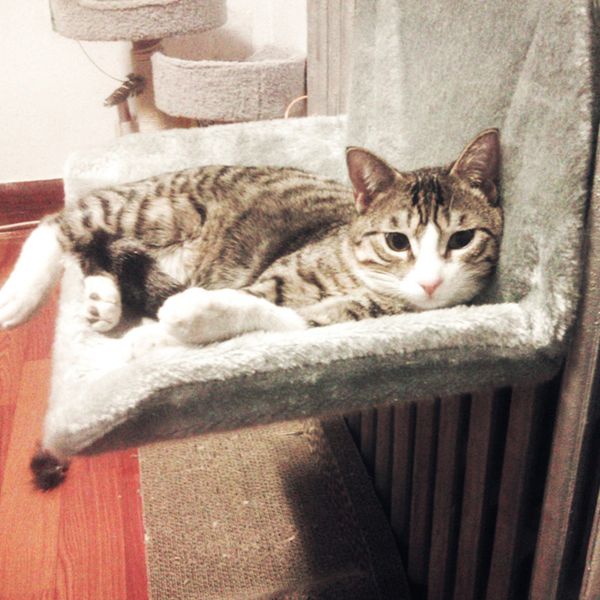cat beds & furniture bed removable window sill radiator hammock perch seat lounge pet kitty hanging cosy mount
cat beds & furniture bed removable window sill radiator hammock perch seat lounge pet kitty hanging cosy mount