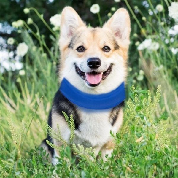 dog cat cooling collar breathable ice bag necklace summer pet dog accessories necessary household pet heat protection supplies
dog cat cooling collar breathable ice bag necklace summer pet dog accessories necessary household pet heat protection supplies