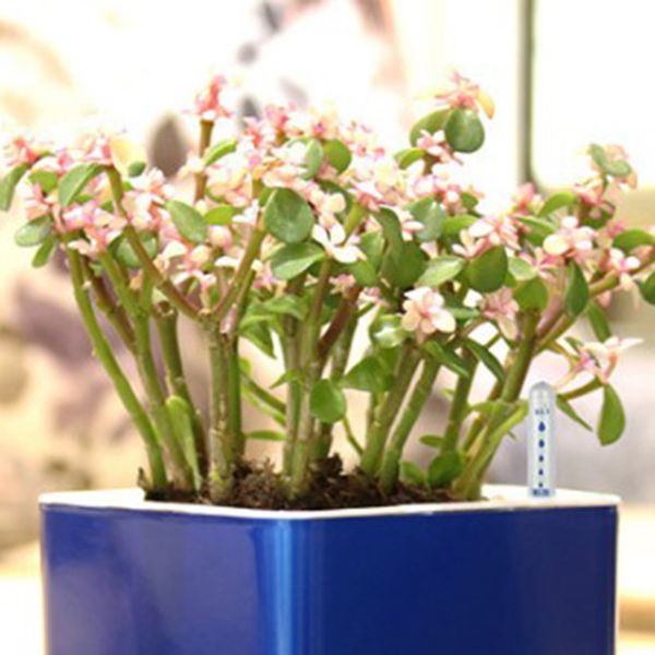 25x plant moisture meter water level indicator water guage for plants 20cm
25x plant moisture meter water level indicator water guage for plants 20cm