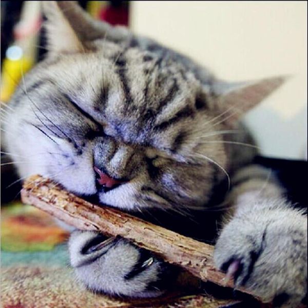 5pcs cat cleaning teeth pure natural catnip pet cat molar toothpaste stick silvervine actinidia cat snacks sticks tooth care
5pcs cat cleaning teeth pure natural catnip pet cat molar toothpaste stick silvervine actinidia cat snacks sticks tooth care