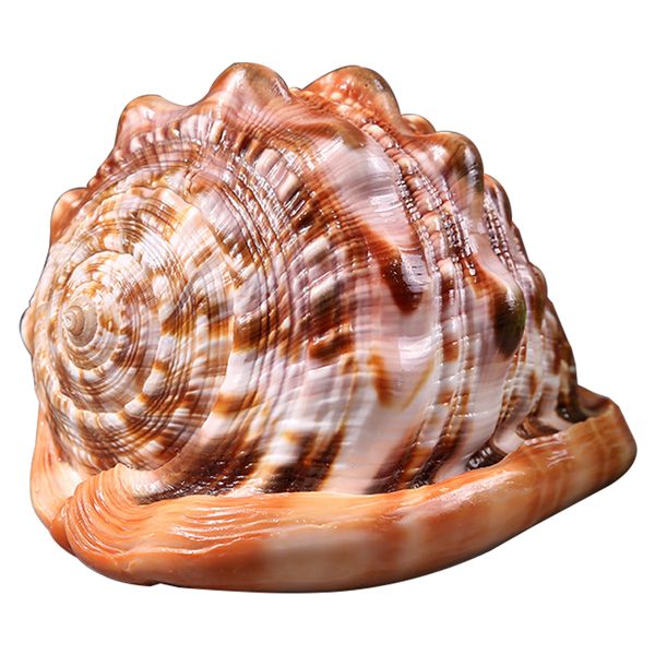 decorative kids gift aquarium ornament sea conch fish tank diy craft natural
decorative kids gift aquarium ornament sea conch fish tank diy craft natural
