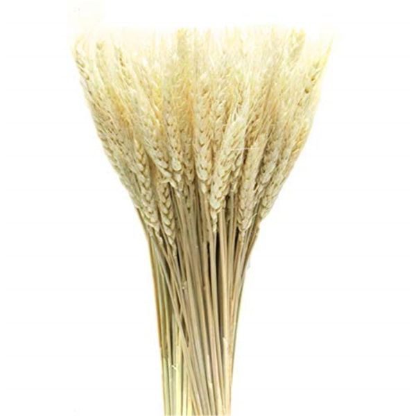 50pcs/lot real wheat ear flower natural dried flowers for wedding party decoration wheat bouquet
50pcs/lot real wheat ear flower natural dried flowers for wedding party decoration wheat bouquet