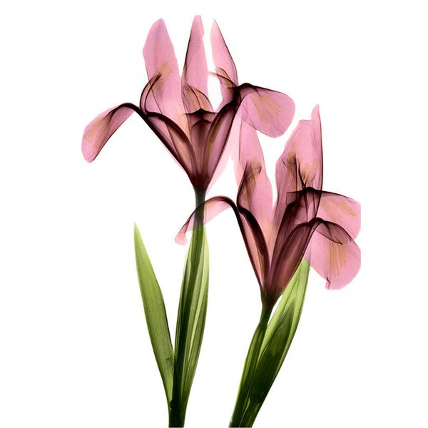 living room home decor bedroom flower art canvas painting unframed wall picture 
living room home decor bedroom flower art canvas painting unframed wall picture