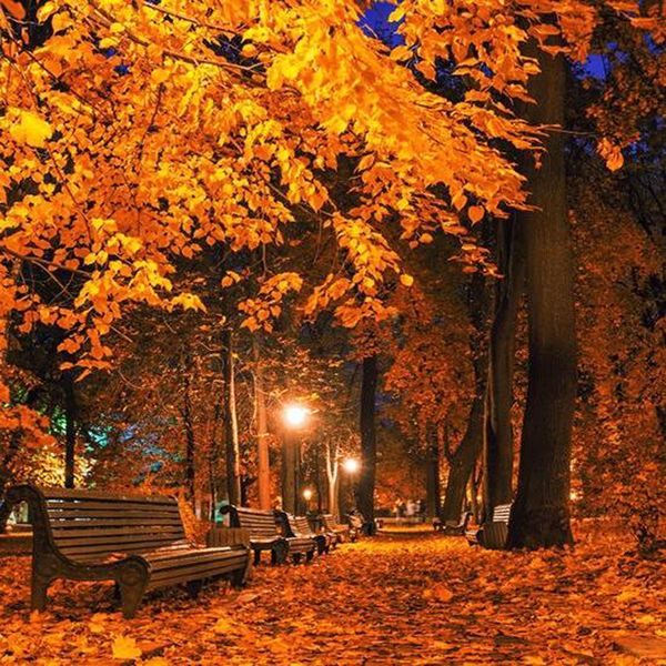 5d алмазов картины полного квадратного алмазов пейзаж maple леса на ночь алмазных вышивок картины стразы мозаики украшения
5d алмазов картины полного квадратного алмазов пейзаж maple леса на ночь алмазных вышивок картины стразы мозаики украшения