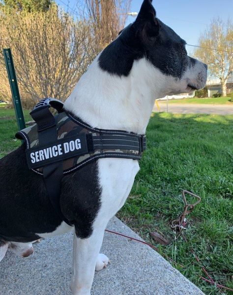 pet dog harness reflective handle adjustable anti-collision pest vest harness dog harnesses for large dogs camouflagecollar
pet dog harness reflective handle adjustable anti-collision pest vest harness dog harnesses for large dogs camouflagecollar