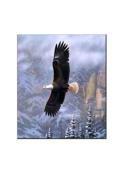 лучшего подарок главной wall art decor majestic flight eagle масло фотографии напечатаны на холсте
лучшего подарок главной wall art decor majestic flight eagle масло фотографии напечатаны на холсте