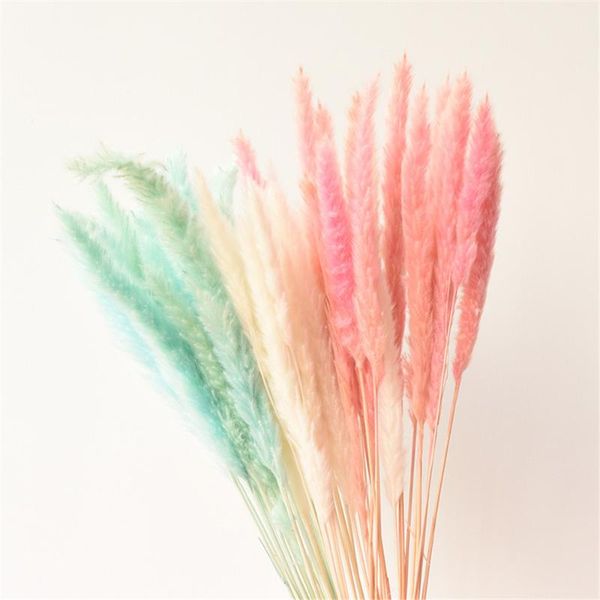 natural dried pampas grass pink/white/yellow color tail grass dry bouquet phragmites wedding flowers bunch for home decor
natural dried pampas grass pink/white/yellow color tail grass dry bouquet phragmites wedding flowers bunch for home decor