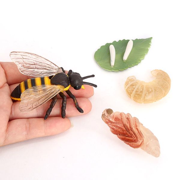 realistic kids child insect bee growth cycle figure model learning biology toys teaching aids role play
realistic kids child insect bee growth cycle figure model learning biology toys teaching aids role play
