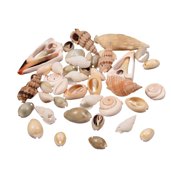 sea shell ornaments diy party fish tank conch fashion mixed home decoration
sea shell ornaments diy party fish tank conch fashion mixed home decoration
