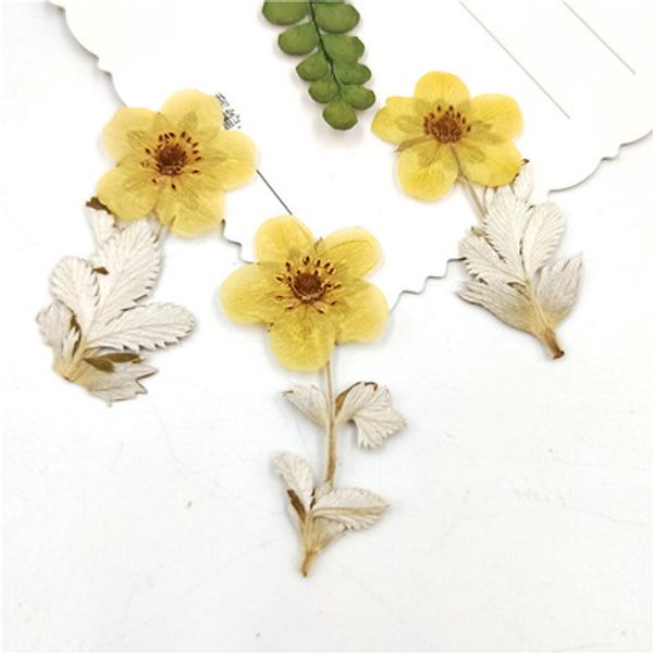 puwei with branches,dried flowers, plant specimens,embossde faces,decorative bookmarks,handmade leaf stickers,kindergarten 
puwei with branches,dried flowers, plant specimens,embossde faces,decorative bookmarks,handmade leaf stickers,kindergarten