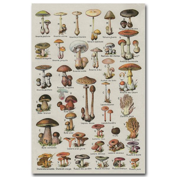 mushroom chart science art silk poster fabric print 12x18 24x36 inches biology education wall picture home room decor
mushroom chart science art silk poster fabric print 12x18 24x36 inches biology education wall picture home room decor