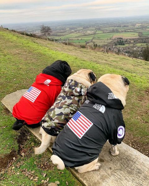 the dog dog face for rottweiler rain the coat clothes face big dog rain jacket coat pets drpjp bdehome
the dog dog face for rottweiler rain the coat clothes face big dog rain jacket coat pets drpjp bdehome
