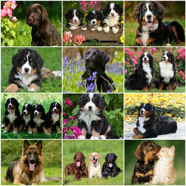 стены искусства для взрослых раскраски by numbers animal расписанную подарок краска по количеству холст картины наборы собак акриловые краск
стены искусства для взрослых раскраски by numbers animal расписанную подарок краска по количеству холст картины наборы собак акриловые краск