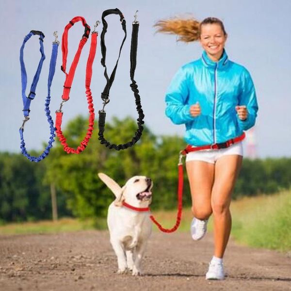 50pcs pet dog nylon rope training leash slip lead strap adjustable traction collar
50pcs pet dog nylon rope training leash slip lead strap adjustable traction collar