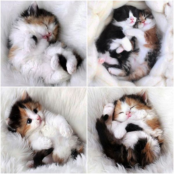 evershine diamond embroidery cat 5d diy diamond painting animals cross stitch kit rhinestone mosaic sale home decoration
evershine diamond embroidery cat 5d diy diamond painting animals cross stitch kit rhinestone mosaic sale home decoration