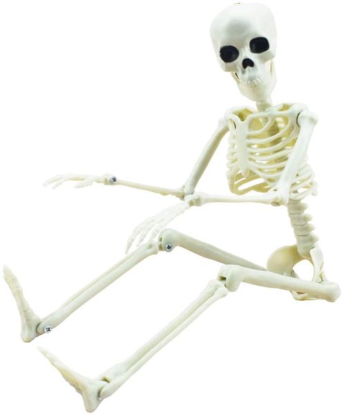 165cm posable halloween skeleton- full body halloween skeleton with movable /posable joints body accessories for ha
165cm posable halloween skeleton- full body halloween skeleton with movable /posable joints body accessories for ha